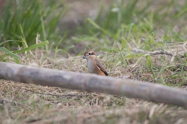 Photo of Bull-headed Shrike at 霞ヶ浦 by natoto