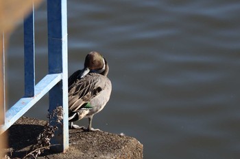 2021年1月3日(日) 稲敷市の野鳥観察記録