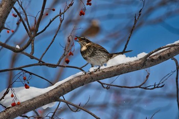 2021年1月3日(日) 真駒内公園の野鳥観察記録