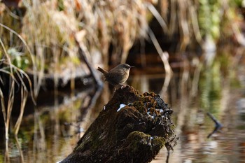 ミソサザイ 北大研究林(北海道大学苫小牧研究林) 2020年12月28日(月)