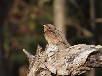 Eurasian Wryneck 横浜市 Sun, 1/3/2021