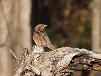 Eurasian Wryneck 横浜市 Sun, 1/3/2021