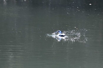 2020年12月31日(木) 狩野川 修善寺-4の野鳥観察記録