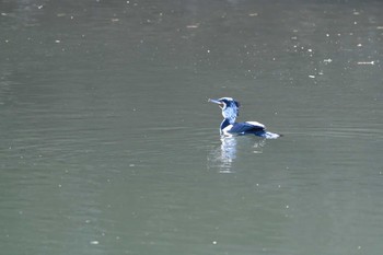 Great Cormorant 狩野川 修善寺-4 Thu, 12/31/2020