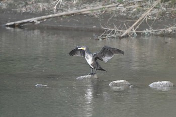 Great Cormorant 狩野川 修善寺-4 Thu, 12/31/2020