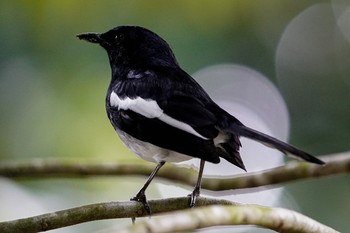 シキチョウ シンガポール植物園 2021年1月3日(日)