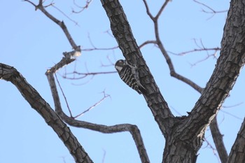 Japanese Pygmy Woodpecker 武庫川 Sat, 1/2/2021