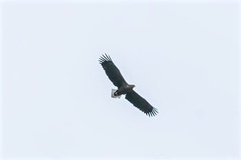 White-tailed Eagle 奥日光 Sun, 11/27/2016