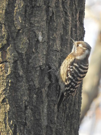 Japanese Pygmy Woodpecker 荒幡富士市民の森 Mon, 1/4/2021