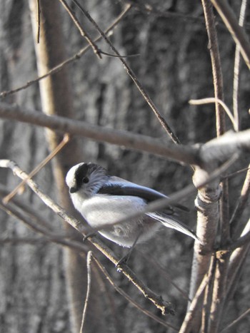 Long-tailed Tit 荒幡富士市民の森 Mon, 1/4/2021