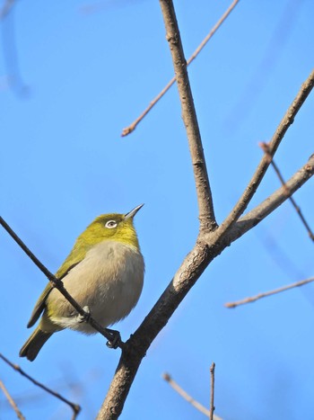 Warbling White-eye 荒幡富士市民の森 Mon, 1/4/2021