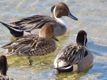 Northern Pintail 岡山旭川 Mon, 1/4/2021