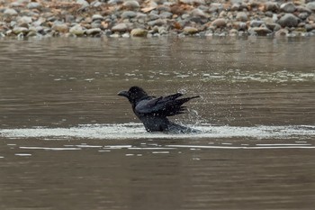 ハシブトガラス 奥日光 2016年11月27日(日)