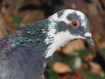 Rock Dove 岡山旭川 Mon, 1/4/2021