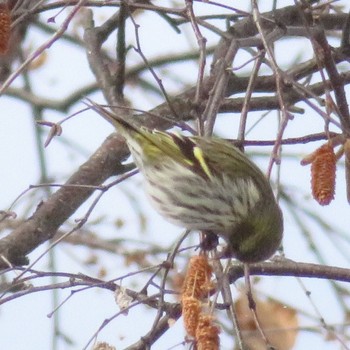 2021年1月4日(月) 真駒内公園の野鳥観察記録