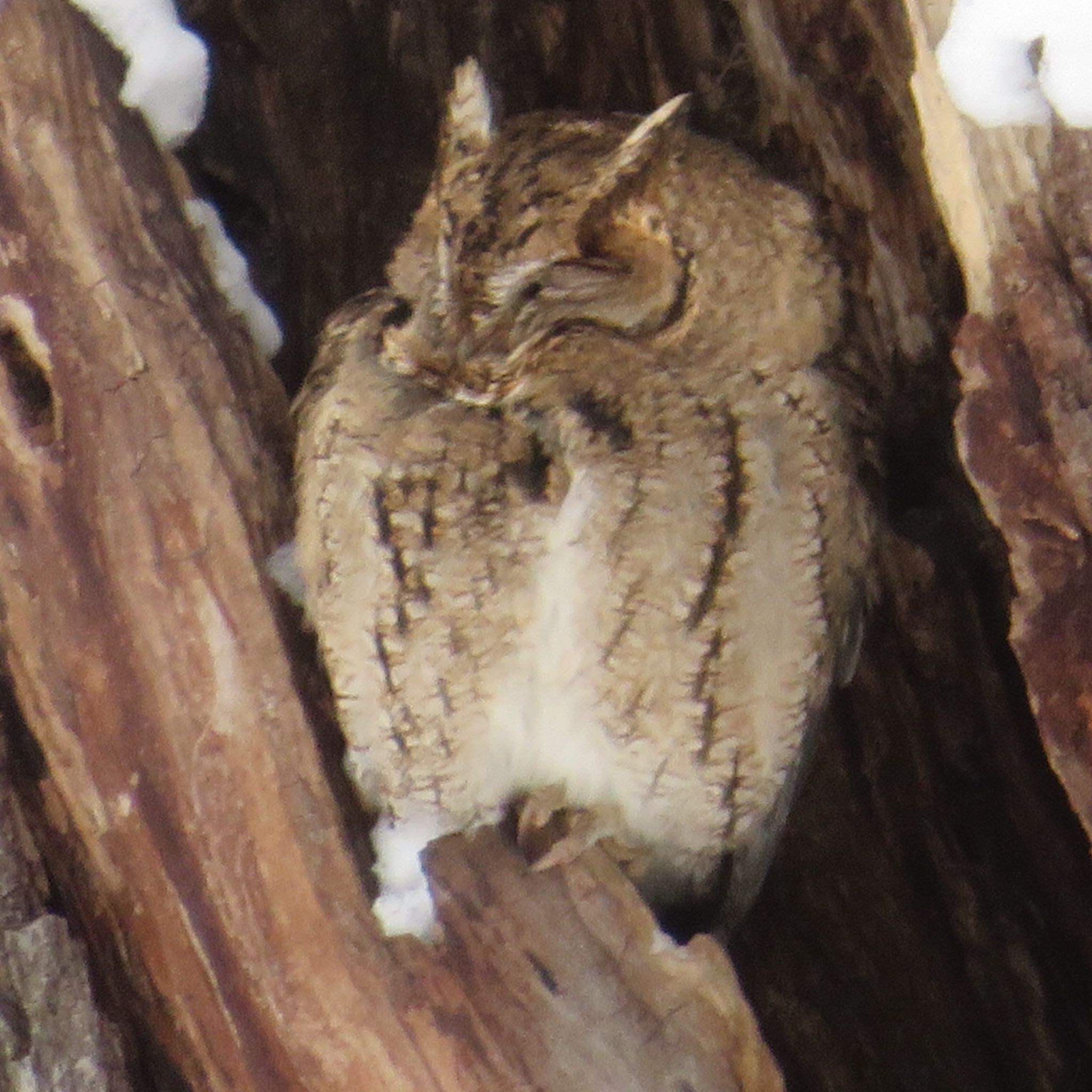 真駒内公園 オオコノハズクの写真 by xuuhiro