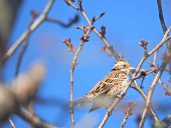 Rustic Bunting 砂川堀北野調整池 Mon, 12/21/2020