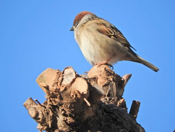 Eurasian Tree Sparrow 埼玉県所沢市 Thu, 12/17/2020