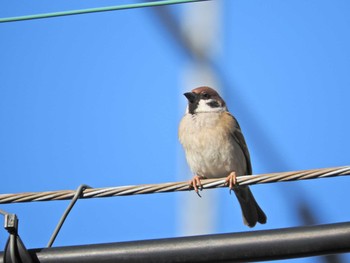 Eurasian Tree Sparrow 埼玉県所沢市 Thu, 12/17/2020