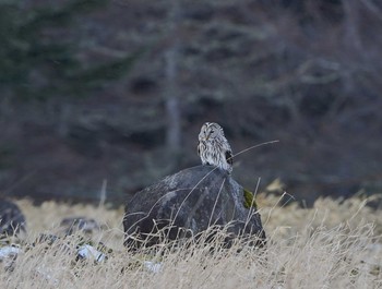 Ural Owl Unknown Spots Sat, 1/2/2021