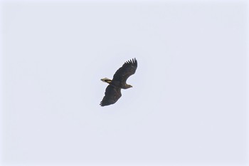 White-tailed Eagle 奥日光 Sun, 11/27/2016