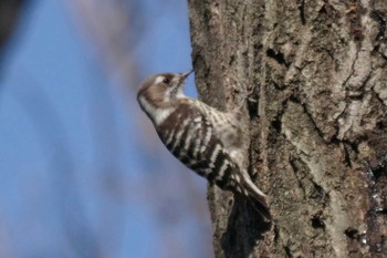 Japanese Pygmy Woodpecker 黒木開戸緑地 Mon, 1/4/2021