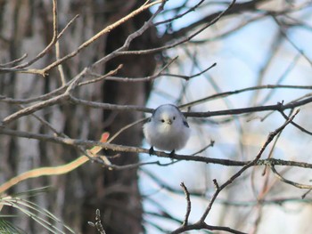 2021年1月4日(月) 北大研究林(北海道大学苫小牧研究林)の野鳥観察記録