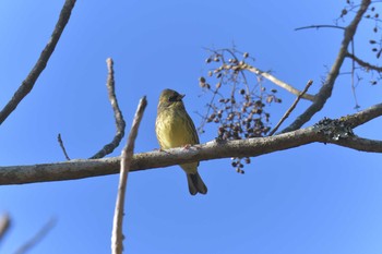 アオジ 滋賀県甲賀市甲南町創造の森 2021年1月4日(月)