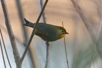 ソウシチョウ 滋賀県甲賀市甲南町創造の森 2021年1月4日(月)