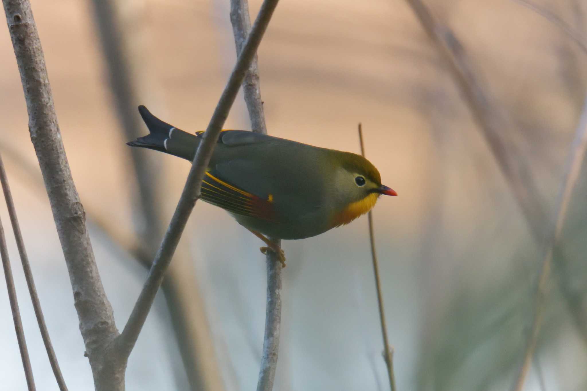 滋賀県甲賀市甲南町創造の森 ソウシチョウの写真