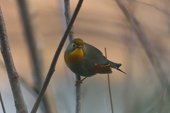 ソウシチョウ 滋賀県甲賀市甲南町創造の森 2021年1月4日(月)