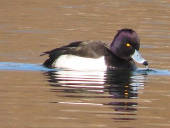 Tufted Duck 岡山旭川 Mon, 1/4/2021
