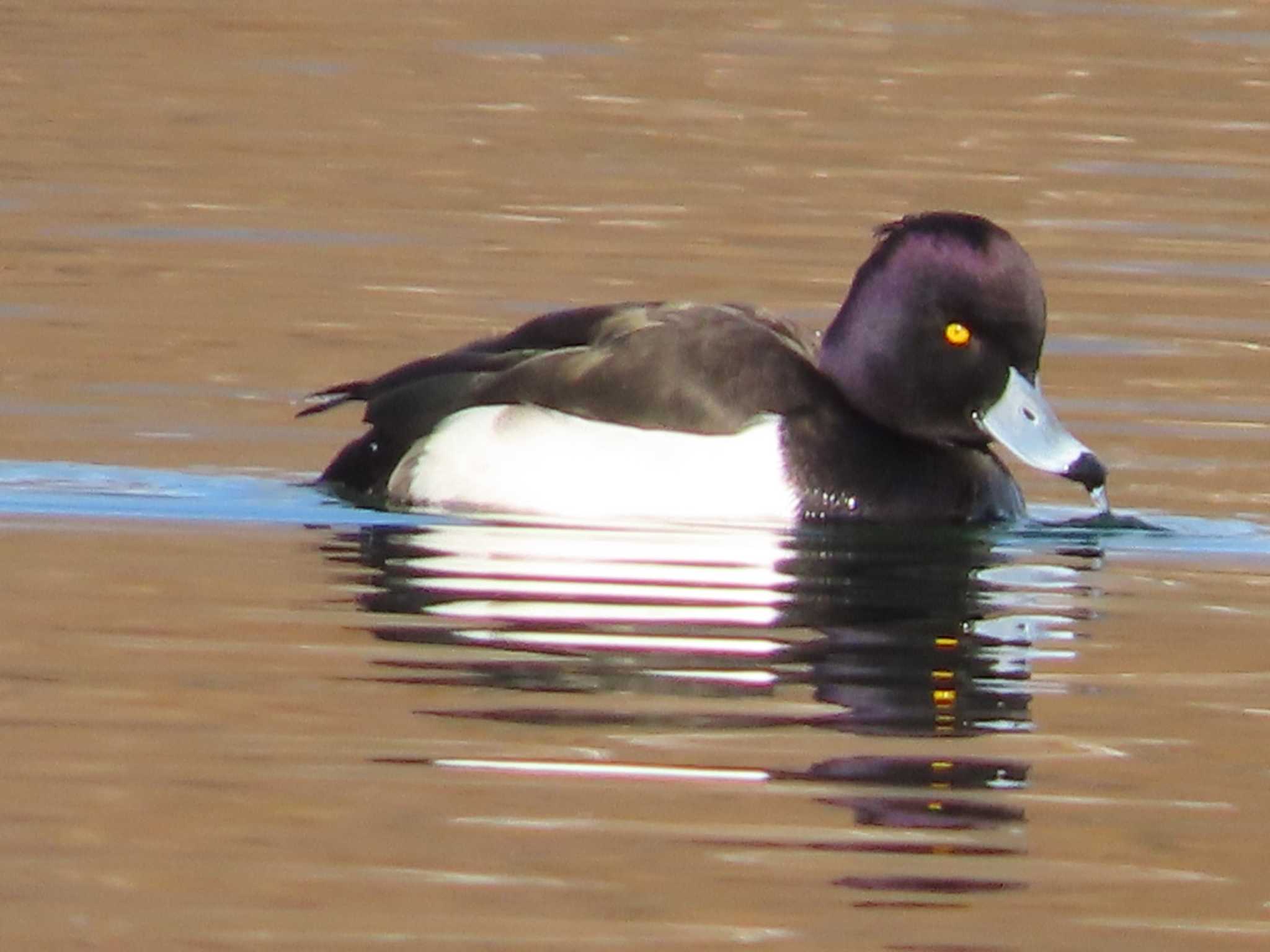 Photo of Tufted Duck at 岡山旭川 by タケ