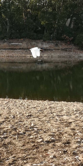 Great Egret 小幡緑地 Mon, 1/4/2021