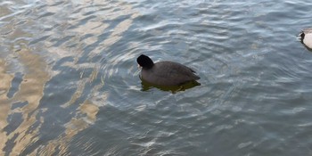 Eurasian Coot 小幡緑地 Mon, 1/4/2021