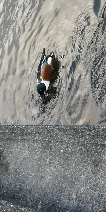 Northern Shoveler 小幡緑地 Mon, 1/4/2021