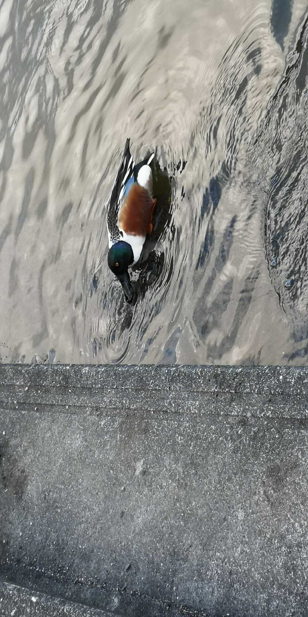 Northern Shoveler