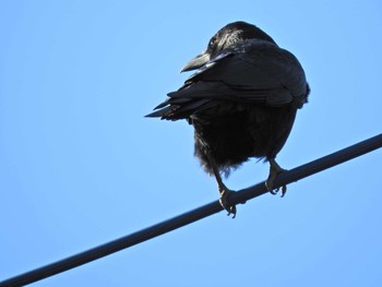 Carrion Crow 埼玉県所沢市 Sat, 12/26/2020