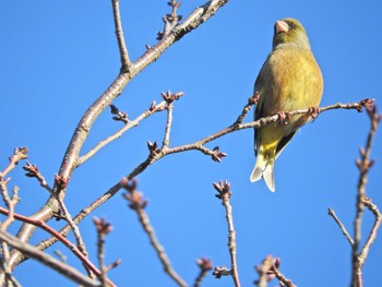 Grey-capped Greenfinch 砂川堀北野調整池 Sat, 12/26/2020