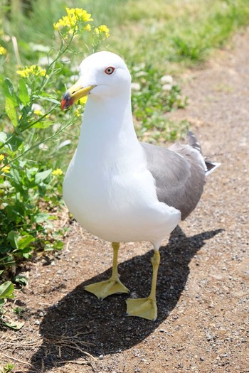 ウミネコ 蕪島(青森県) 2019年5月30日(木)