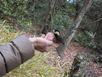 Varied Tit 小幡緑地 Mon, 1/4/2021