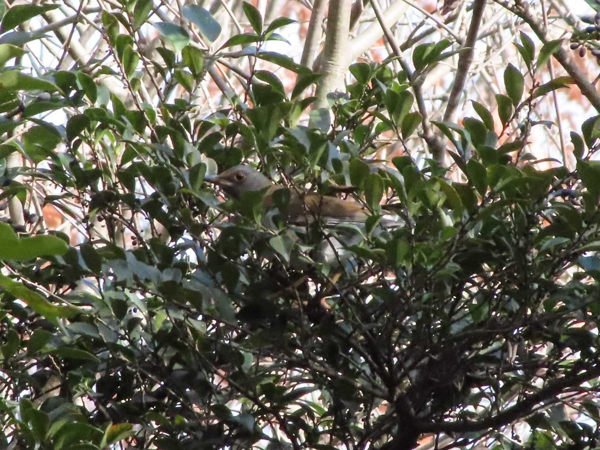 Photo of Pale Thrush at 小幡緑地 by ともころりん