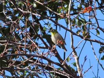 Warbling White-eye 小幡緑地 Mon, 1/4/2021