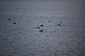 カンムリカイツブリ 和歌山県 2021年1月3日(日)