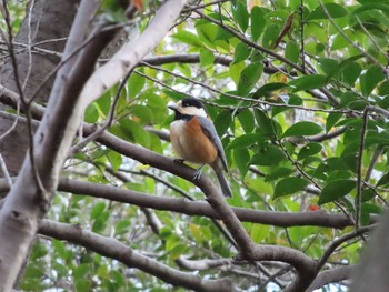 Mon, 1/4/2021 Birding report at 小幡緑地