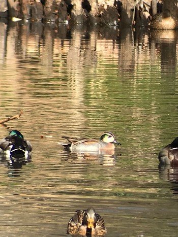 Baikal Teal Yatoyama Park Sat, 1/2/2021