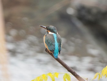 Common Kingfisher 御岳渓谷 Mon, 11/28/2016