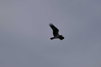 Osprey 越辺川 Mon, 11/28/2016