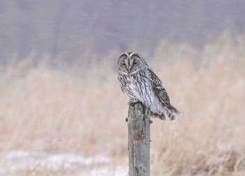 Ural Owl Unknown Spots Fri, 1/1/2021
