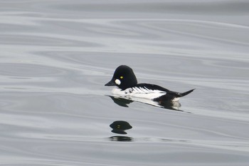 ホオジロガモ 千葉県 2020年12月29日(火)